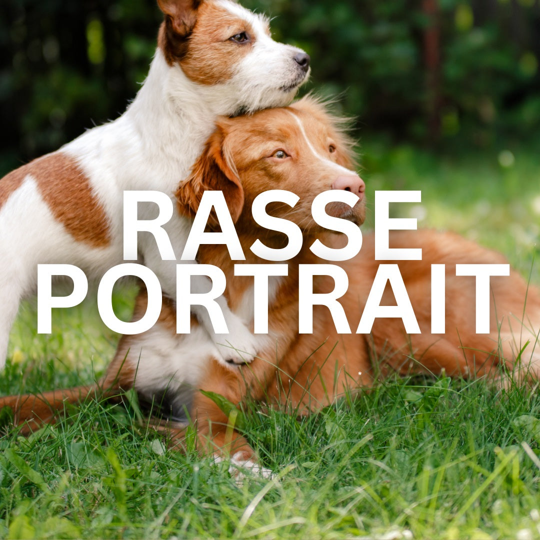 Rasseportrait Hunderassen, moderne Kollektion mit Hundemotiven